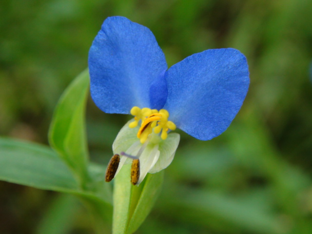 ツユクサ≪露草≫の花…2014/7/13_f0231709_1452228.jpg