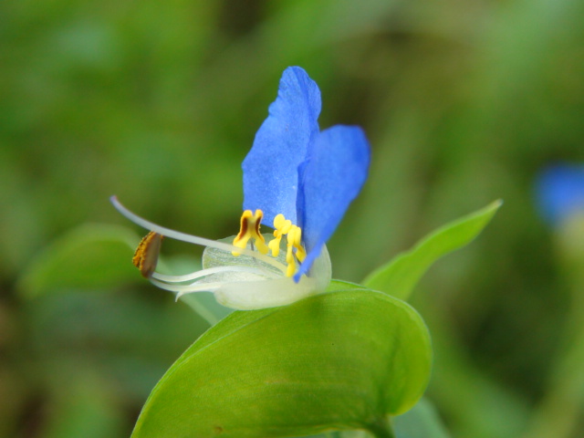 ツユクサ≪露草≫の花…2014/7/13_f0231709_15581044.jpg