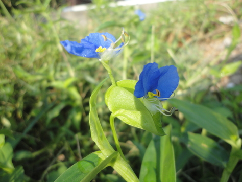 ツユクサ≪露草≫の花…２０１３・８・２８_f0231709_1622084.jpg