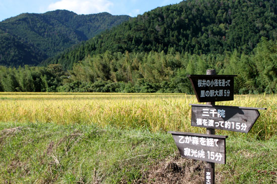 夏の終わり 大原 稲穂が揺れる_e0048413_22255675.jpg