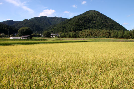 夏の終わり 大原 稲穂が揺れる_e0048413_22292965.jpg