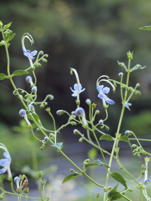 植物公園の花々_c0116915_23383147.jpg