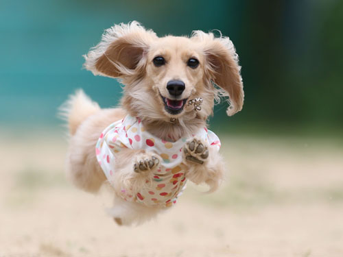 スーパー飛行犬 飛行犬撮影所 Kobe