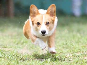 スーパー飛行犬 飛行犬撮影所 Kobe