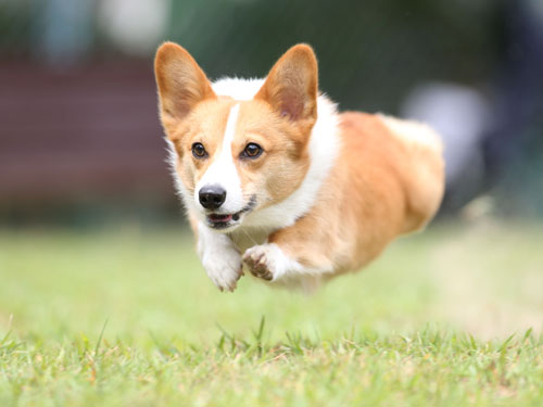 スーパー飛行犬 飛行犬撮影所 Kobe