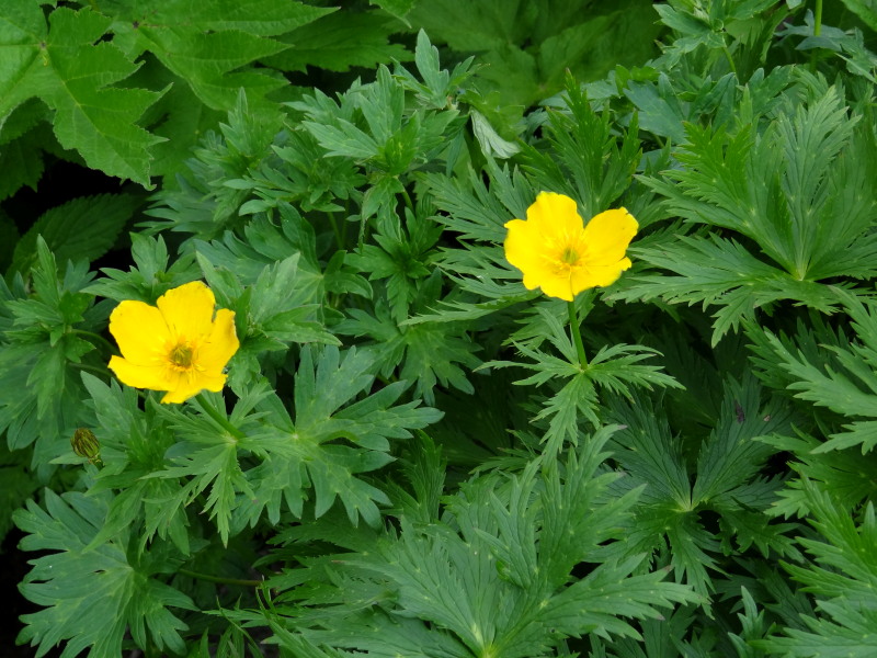 猿倉～白馬山荘の高山植物：その3＠白馬三山_c0085622_22284448.jpg