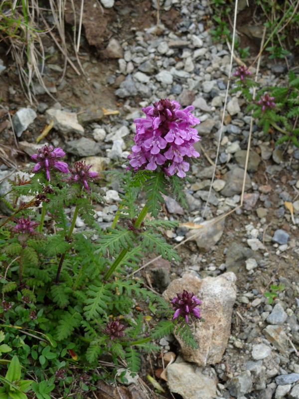 猿倉～白馬山荘の高山植物：その3＠白馬三山_c0085622_22302474.jpg