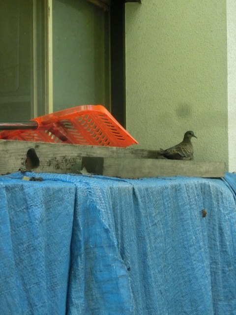 社会人(鳥)_c0102228_19545743.jpg