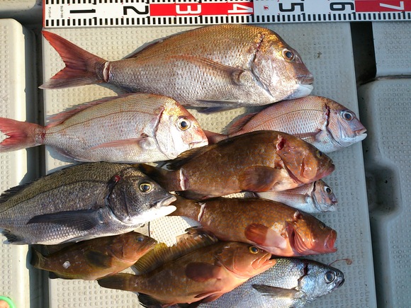 8月28日 アコウ釣り 黒潮丸 広島 遊魚船 釣り船 お問い合わせ ０９０ ６４１１ ８８８２