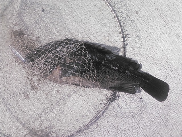 -_b0128238_9183214.jpg