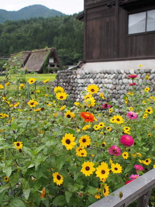 世界遺産　白川郷（季節の花を添えて）・・・_b0092844_1758545.jpg