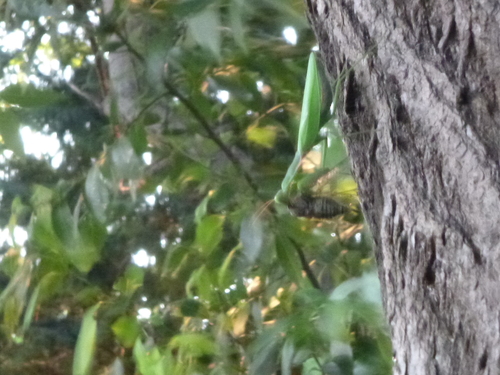 水元公園とセミ　ツクツクボウシ×カマキリ_a0314846_18165462.jpg