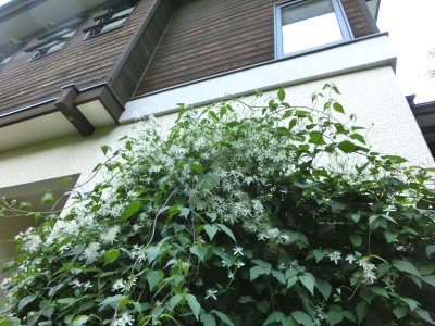 センニンソウのようです_f0019247_16402023.jpg