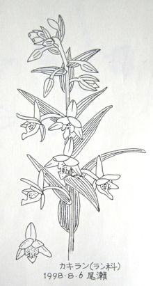 『自然画作品 彩色ペン画』【 柿蘭 】 Epipactis thunbergii_a0083553_21505761.jpg