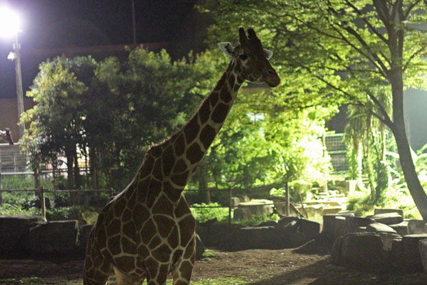 サマーナイト！～動物たちの夜_e0294253_1132837.jpg