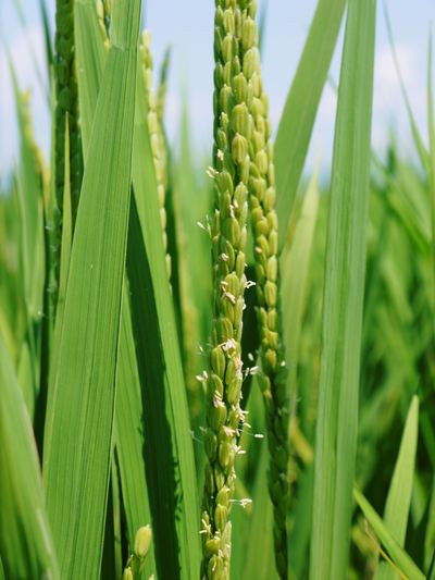 砂田米 お米の花が咲きました!_a0254656_1631468.jpg