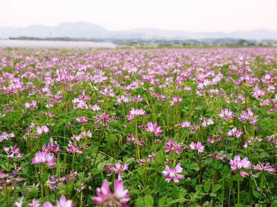 砂田米　お米の花が咲きました！_a0254656_171340.jpg