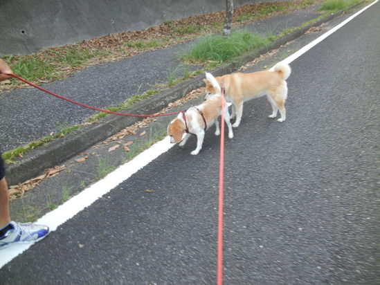 ’13,8,28(水)朝夕は秋でも昼間は猛暑!_f0060461_1014459.jpg