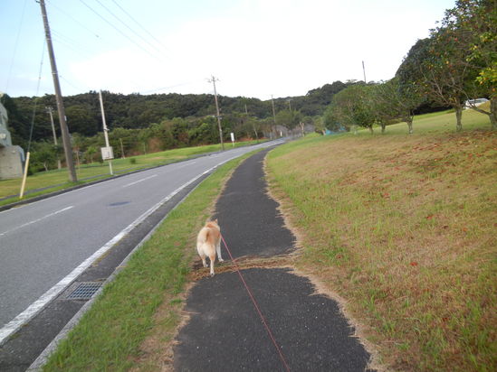 ’13,8,28(水)朝夕は秋でも昼間は猛暑!_f0060461_103030.jpg
