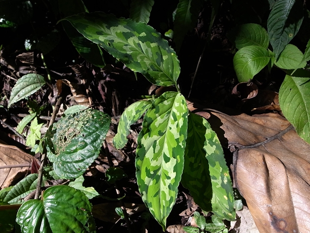 Aglaonema pictum”マルチカラー”from Padang【AZ0512-5.5】 : ホシクサ