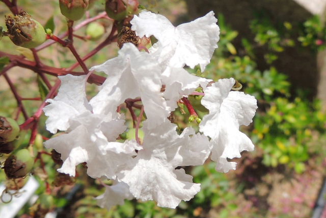 サマーカーニバル・サルスベリの街・芝生広場工事_d0261298_23105071.jpg