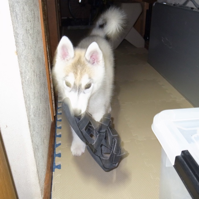 子犬　いたずらの館_c0049299_14392799.jpg