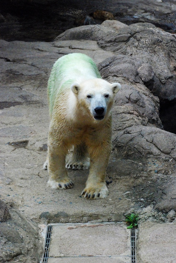 バリーバさん② ｜ よこはま動物園ズーラシア_e0319302_1251188.jpg