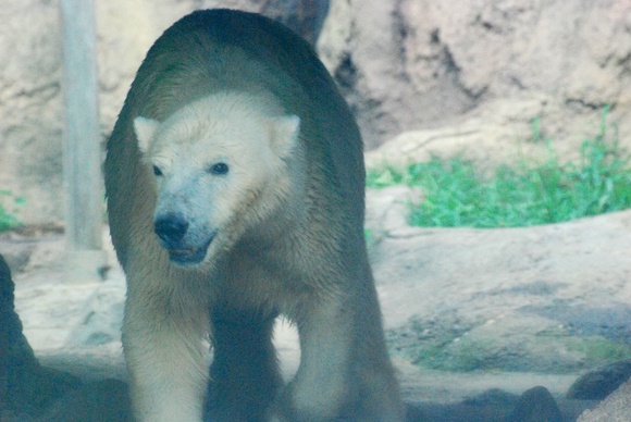 バリーバさん② ｜ よこはま動物園ズーラシア_e0319302_12514592.jpg