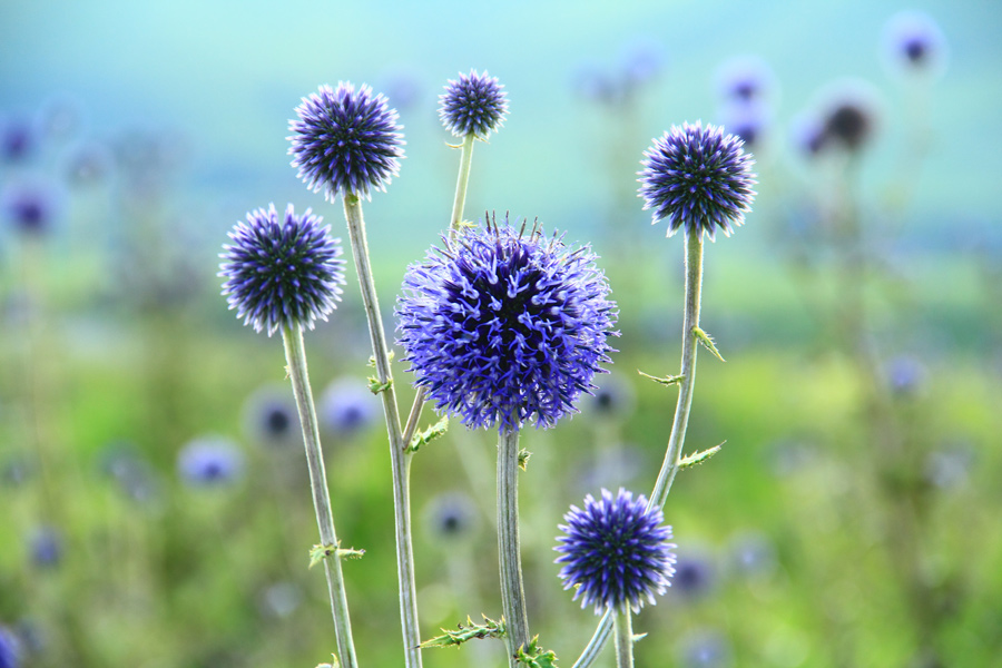 幻の花・ヒゴタイを求めて_e0093903_20464586.jpg