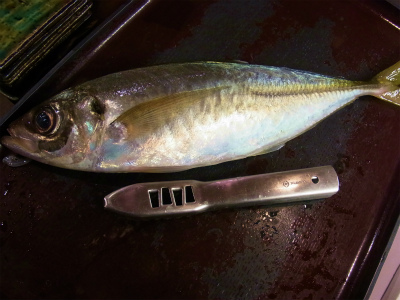 あじ_f0157910_16182196.jpg