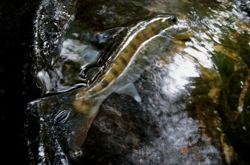 秋山女魚からの招待状_e0165011_0445334.jpg