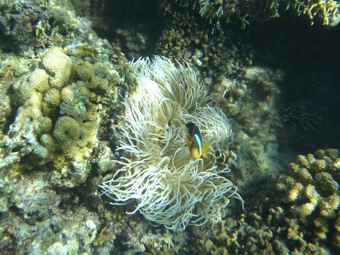 座間味島_e0276411_23274086.jpg