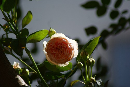 f0170524_14155883.jpg