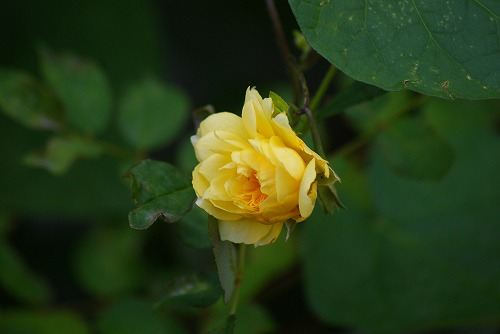 f0170524_1420035.jpg