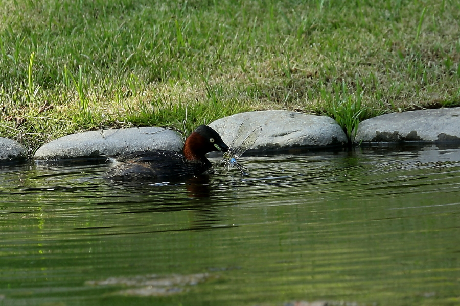 カイツブリの補食_e0310528_22435751.jpg