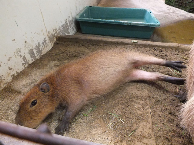 黒まりも_a0179837_1010164.jpg