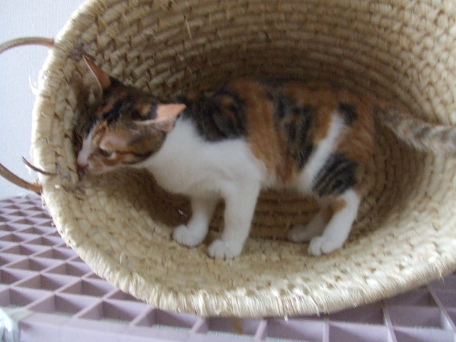 a0319840_933481.jpg