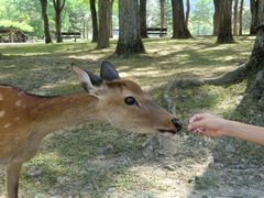 真夏の京都・奈良の旅 ～ ２日目（奈良編）_e0105846_2313424.jpg