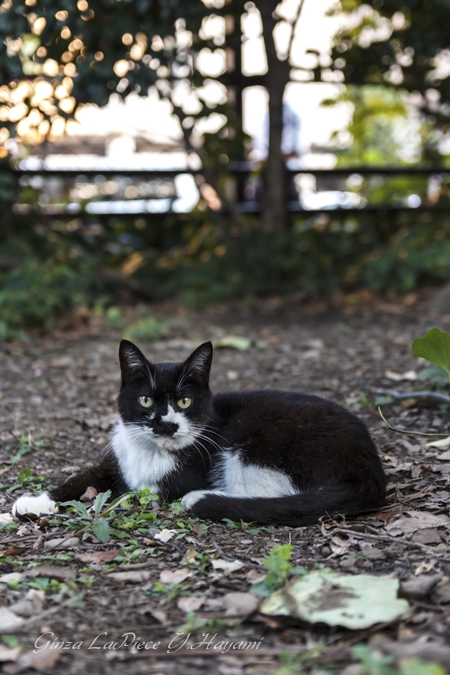 猫のいる風景　日比谷公園の黒白ちゃん_b0133053_052718.jpg