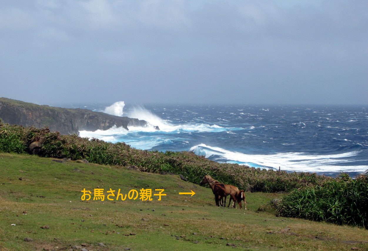 8月29日 台風15号接近のためダイビングお休み_d0113459_15153515.jpg