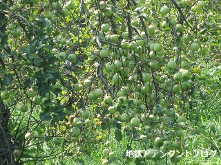 富山のおいしいりんご_a0243562_12552514.jpg
