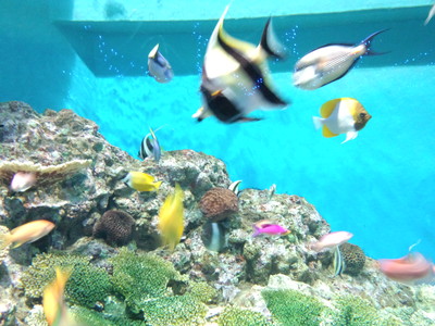 箱根の水族館!!_a0134270_14553097.jpg