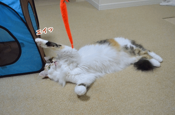 a0266372_19534915.gif