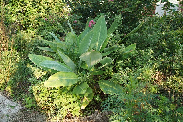 e0181373_22131735.jpg