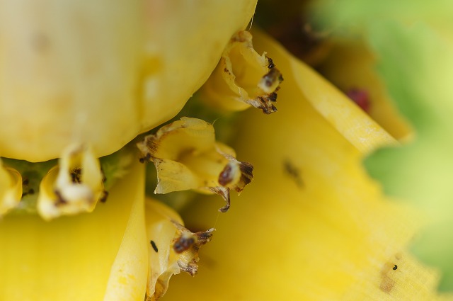 e0181373_22142136.jpg