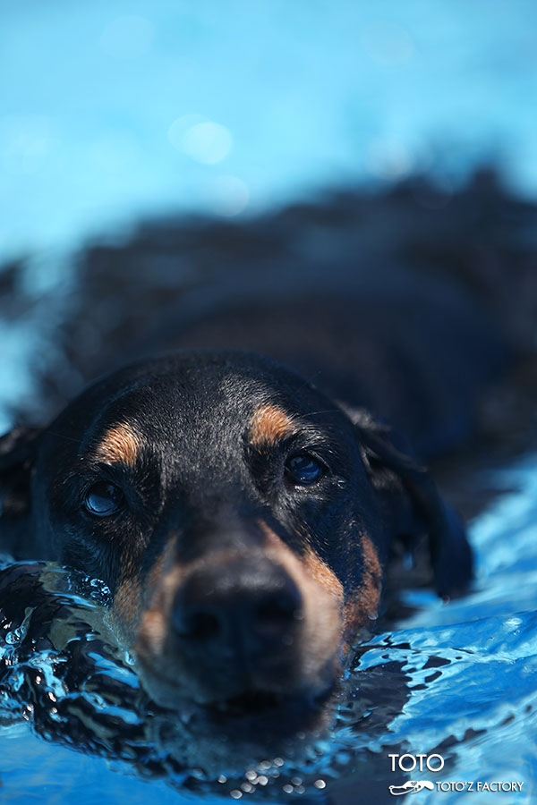 TOTO SPLASH !　12_a0034287_22435580.jpg