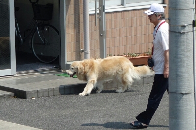 人懐っこい犬たち 潮風のふきぬける町イン愛南 人懐っこい犬たち 潮風のふきぬける町イン愛南