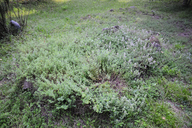 c0149404_23291457.jpg