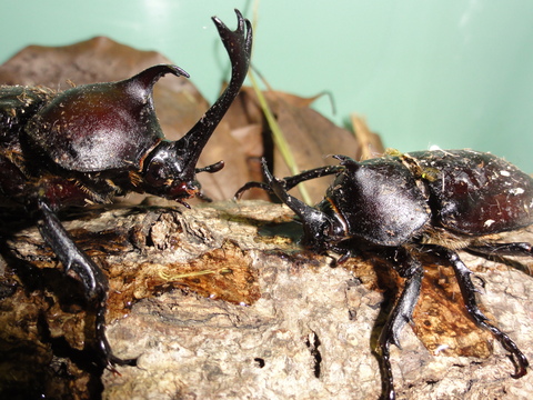 カブトムシの大型雄と小型雄_a0301506_16451581.jpg