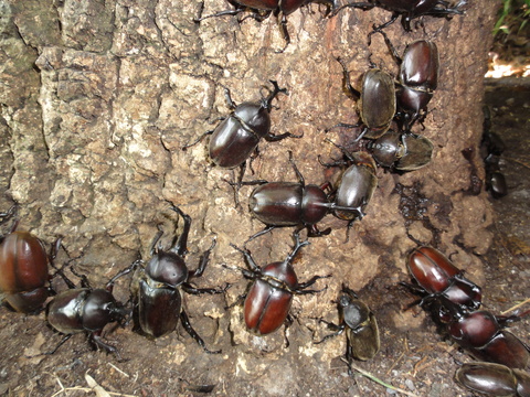 カブトムシの大型雄と小型雄_a0301506_16454446.jpg